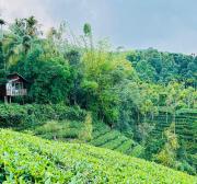 Hill wood nature touch resort