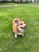 Dogs and cats allowed, natural grass dog run, parking for 4 cars, quiet bungalow