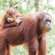 Monkey Business Tours & Accommodation