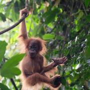Top Bukit Lawang Top Bukit Lawang