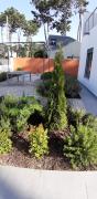 Top Almada