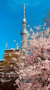 Top Tokyo