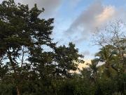 Top Guápiles