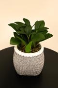 Top Lima