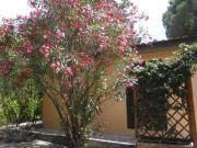 unifamiliare isola delba