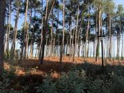 Top Onesse-et-Laharie