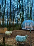 Bubbeltent in bos met hottub, 20m Amsterdam