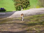 Top Bad Peterstal-Griesbach