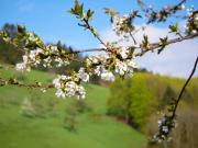 Top Bad Peterstal-Griesbach