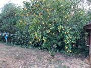 Top Carmona