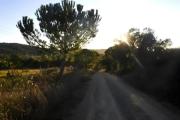 Top Gavorrano