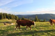 Top Bernau im Schwarzwald