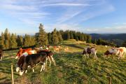 Top Bernau im Schwarzwald