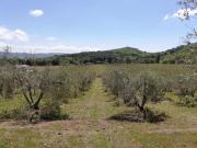 Top Suvereto
