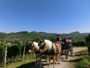 Top Oberkirch