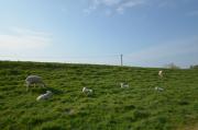 Top Nordstrand