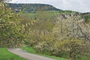 Top Mössingen