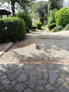 Top Sorano