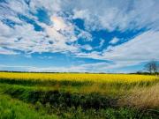 Ferienhaus Jümmers - Trientje