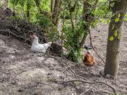 Top Kressbronn am Bodensee