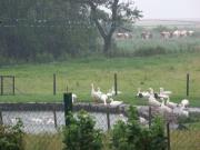 Top Emmelsbüll-Horsbüll