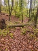 Top Bad Freienwalde