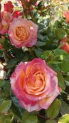 Top LIle-Bouchard