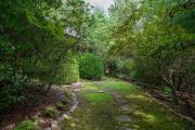 Top Pisgah Forest