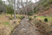 Top Pisgah Forest