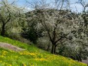 Top Lautenbach