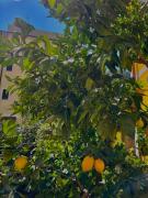 Top Rapallo