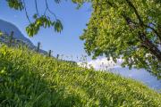 Top Merano
