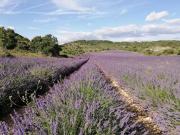 Top Gras