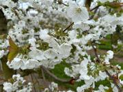 Top Kressbronn am Bodensee