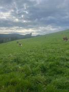 Top Triberg