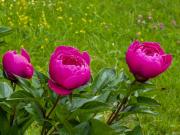 Top Uhldingen-Mühlhofen