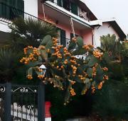 Top Imperia