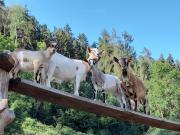 Top San Lorenzo di Sebato