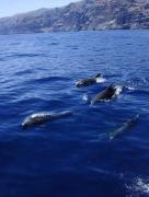 Top Santiago del Teide