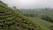 Top Vagamon