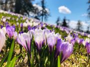 Top San Genesio Atesino