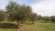 Top Cortona
