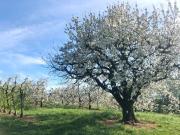 Top Kressbronn am Bodensee