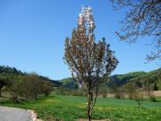 Top Seelbach