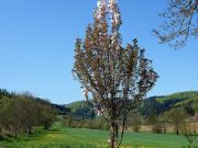 Top Seelbach