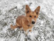 Top San Genesio Atesino