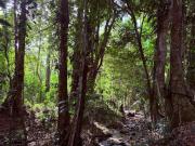 Villa Brisa Verde in La Fortuna - Private Jacuzzi
