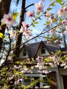 Mountain chalet getaway at Fuji-Sanroku 富士山麓のシャレー風山荘