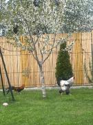 Top Greci