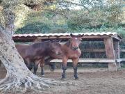 Jupiters Dreams House with private pool